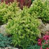 Cryptomeria japonica 'Vilmorin Gold' - Kontejner 3L, v. 25-30 cm
