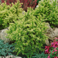 Cryptomeria japonica 'Vilmorin Gold'