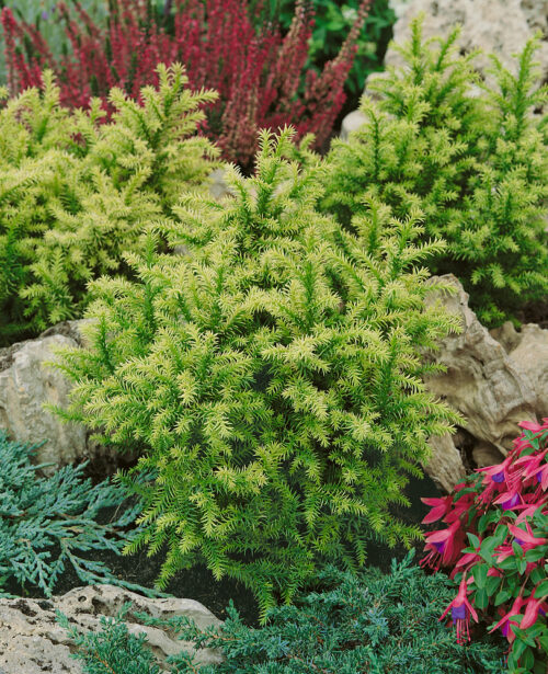 Cryptomeria japonica 'Vilmorin Gold' - Obrázek 1