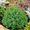 Cryptomeria japonica 'Vilmoriniana' - Kontejner 3 l, v. 25-30 cm