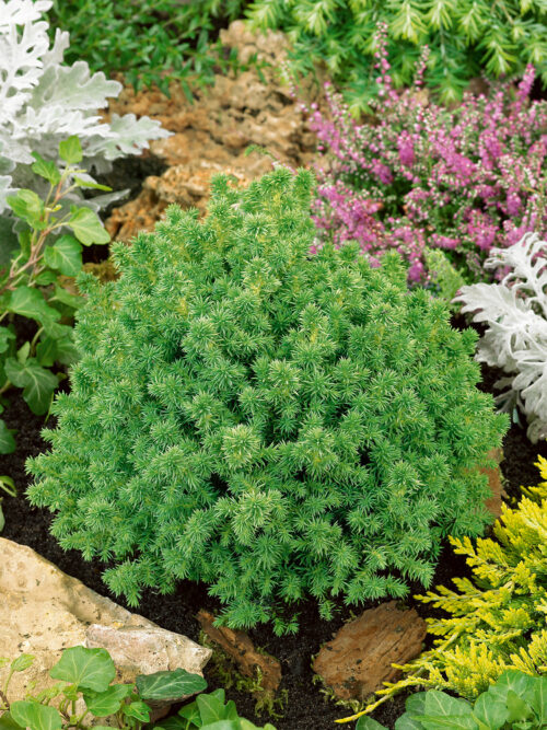 Cryptomeria japonica 'Vilmoriniana' - Obrázek 1