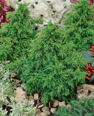 Cryptomeria japonica 'Yokohama'