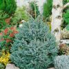 Picea omorika 'Nana' - Kontejner C3L, v. 20-30 cm