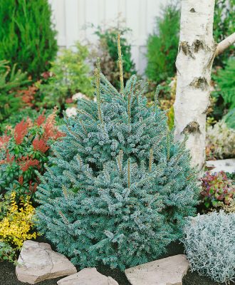 Picea omorika 'Nana'