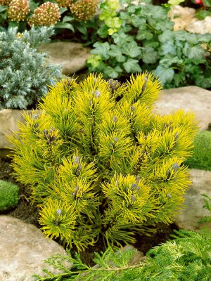 Pinus mugo 'Carsten's Wintergold'