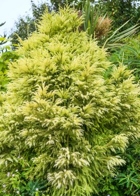 Cryptomeria japonica 'Sekkan'