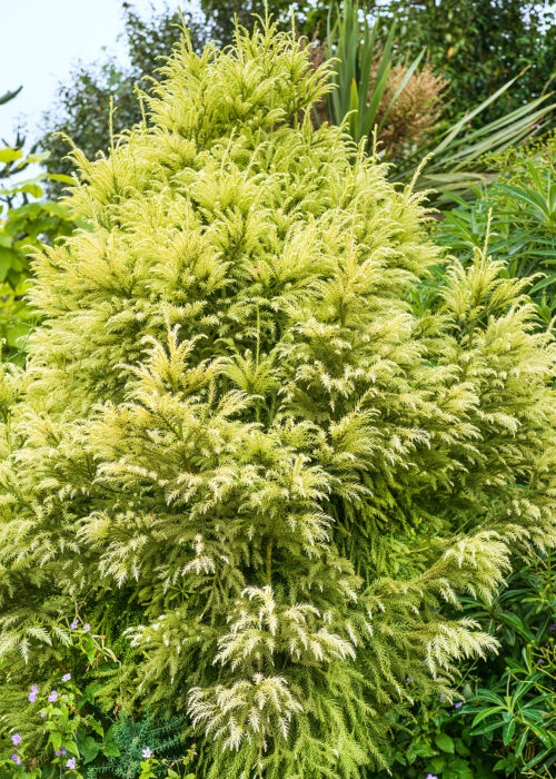 Cryptomeria japonica 'Sekkan' - Obrázek 1