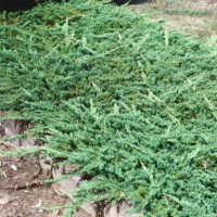 Juniperus horizontalis 'Prince of Wales'