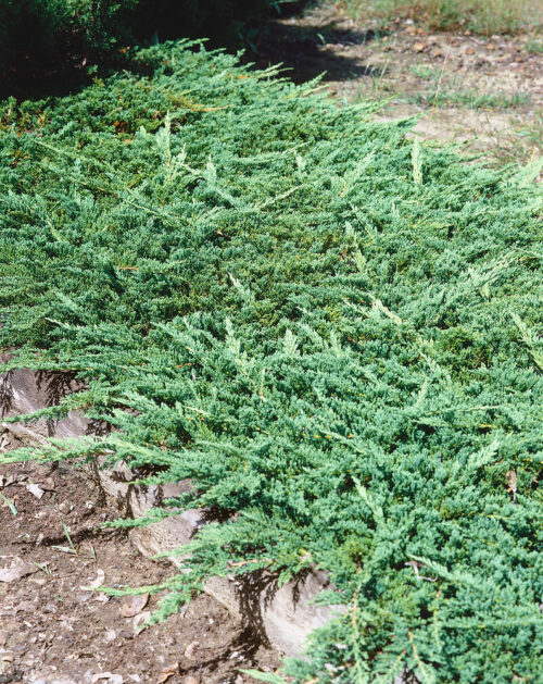 Juniperus horizontalis 'Prince of Wales' - Obrázek 1