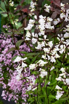 Penstemon digitalis 'Husker Red'