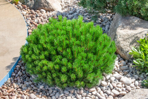 Pinus mugo 'Pumilio' - Obrázek 1