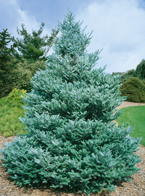 Abies koreana 'Silberlocke' - Obrázek 1