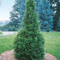 Abies alba 'Pyramidalis' - v. 20-30 cm, kontejner