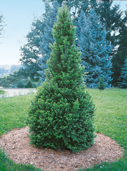Abies alba 'Pyramidalis' - Image 1