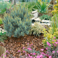 Pinus sylvestris 'Watereri'