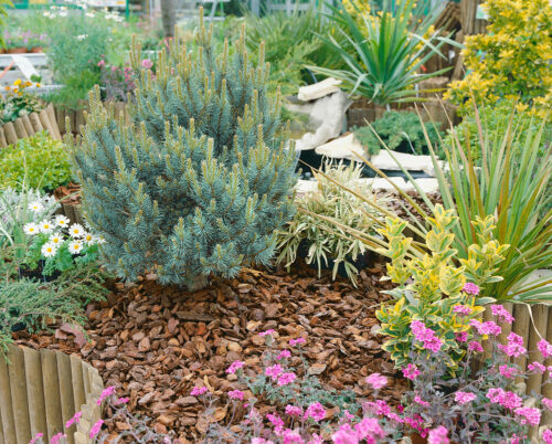 Pinus sylvestris 'Watereri' - Obrázek 1