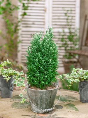 Chamaecyparis lawsoniana 'Snow White'