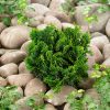 Chamaecyparis obtusa 'Nana Gracilis' - C 2,5 l, v. 10-15 cm