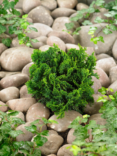Chamaecyparis obtusa 'Nana Gracilis' - Image 1