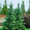 Picea omorika - C12L-v. 80-100 CM