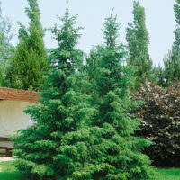 Picea omorika