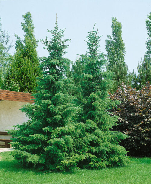Picea omorika - Obrázek 1