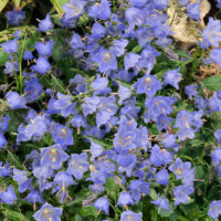 Campanula cochleariifolia 'Blue'