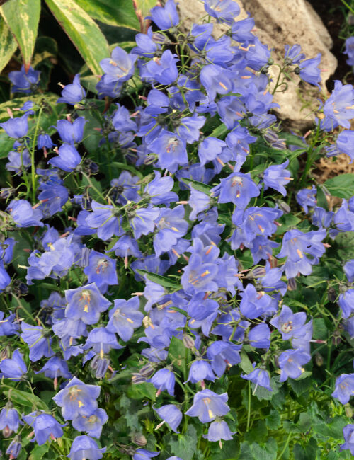 Campanula cochleariifolia 'Blue' - Obrázek 1