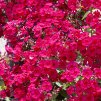 Phlox paniculata 'Adessa Compact Fire'