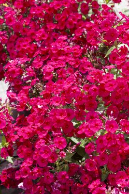 Phlox paniculata 'Adessa Compact Fire'
