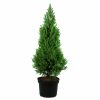 Picea glauca 'Conica December' - P13-v. 20-30 CM
