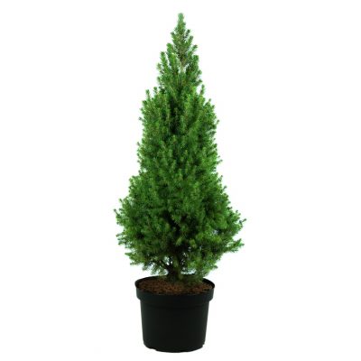 Picea glauca 'Conica December'