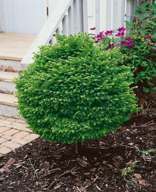 Picea abies 'Little Gem' - Obrázek 1