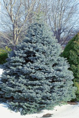 Picea pungens 'Fat Albert'