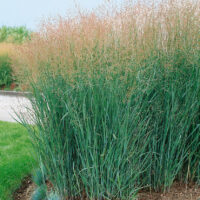 Panicum virgatum 'Heavy Metal'