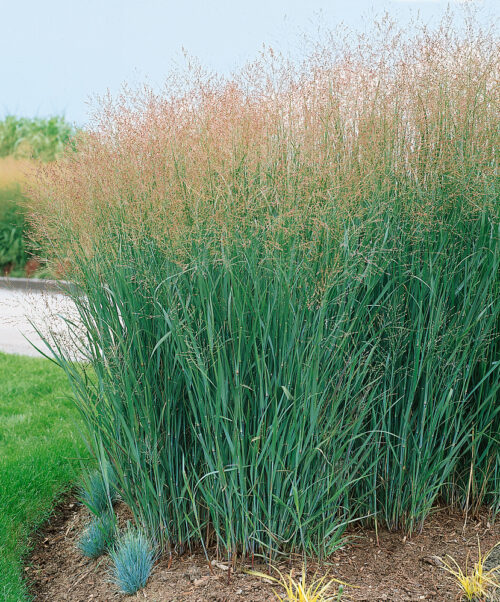 Panicum virgatum 'Heavy Metal' - Obrázek 1