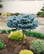 Picea pungens 'Glauca Globosa' - Obrázek 2
