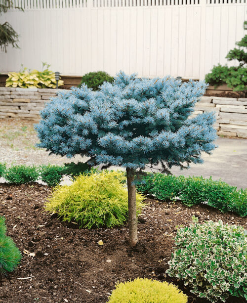 Picea pungens 'Glauca Globosa' - Obrázek 2