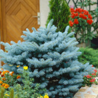Picea pungens 'Glauca Globosa'