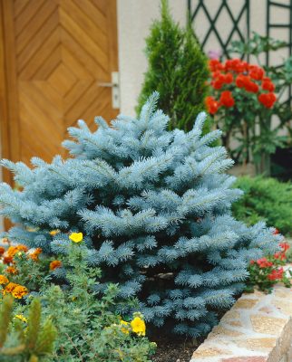 Picea pungens 'Glauca Globosa'