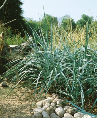 Leymus arenarius | Ječmenice písečná
