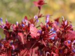 Ceratostigma plumbaginoides - Obrázek 2