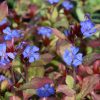 Ceratostigma plumbaginoides - C3L-30 cm