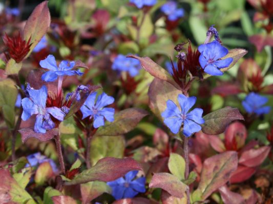 Ceratostigma plumbaginoides