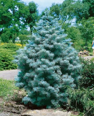 Abies concolor 'Compacta'