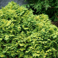Chamaecyparis pis. 'Golden Cushion' 20–25 cm