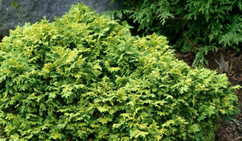 Chamaecyparis pis. 'Golden Cushion' 20–25 cm - Obrázek 1