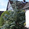 Abies procera 'Glauca' - C10L-80-100 CM