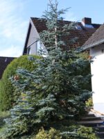Abies procera 'Glauca'