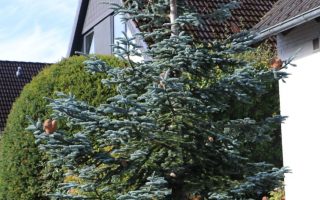 Abies procera 'Glauca'